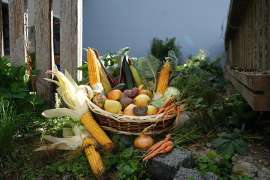 Erntedank: Vielfalt der BIO Landwirtschaft (Produktkorb)