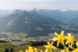 Wei�e Bergspitzen gepaart mit gelber Bl�tenpracht - der Fr�hling kehrt ein.