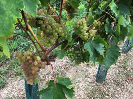 copyright: Life-style.at