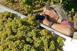 Ein Photograph photographiert die gelesenen Trauben aus der N�he