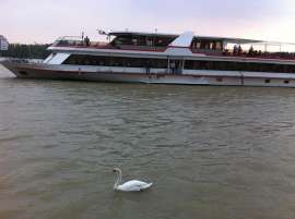 Die MS Kaiserin Elisabeth f�hrt donauausfw�rts, im Vordergrund ein Schwan