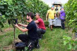 Start der Hauptweinlese 2025 im rheinhessischen Weinolsheim.