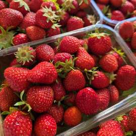 Frische Erdbeeren in Tragen
