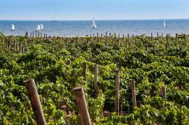 Ein Weingarten in Sizilien, direkt dahinter das Meer mit Segelbooten
