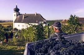 Lese im Weingaren, im Hintergrund das Freigut Thallern