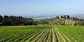 Weing�rten der Tenuta Castelgiocondo, dahinter das Anwesen