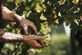 copyright: Wein Steiermark / Lupi Spuma