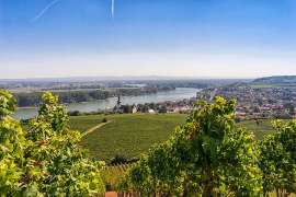 Blick auf Nierstein
