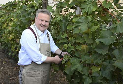 B�rgermeister Michael Ludwig legt h�chstpers�nlich Hand an bei der Lese