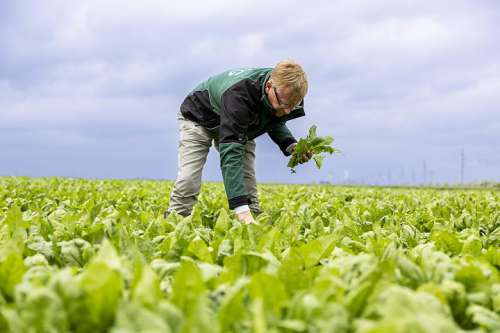 Spinat am Feld: manuelle Spinaternte im Marchfeld