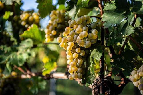Reife Weissweintrauben auf dem Weinstock