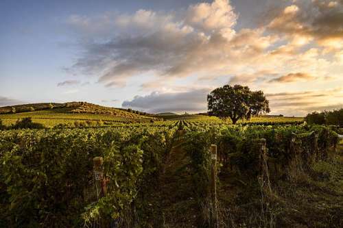 Blick auf die Weing�rten von Monteverro