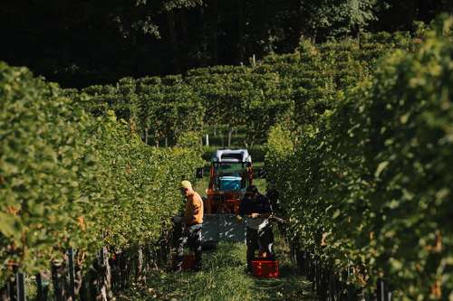 copyright: Wein Steiermark / Lupi Spuma