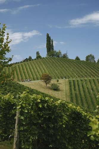 copyright: Wein Steiermark / Lupi Spuma